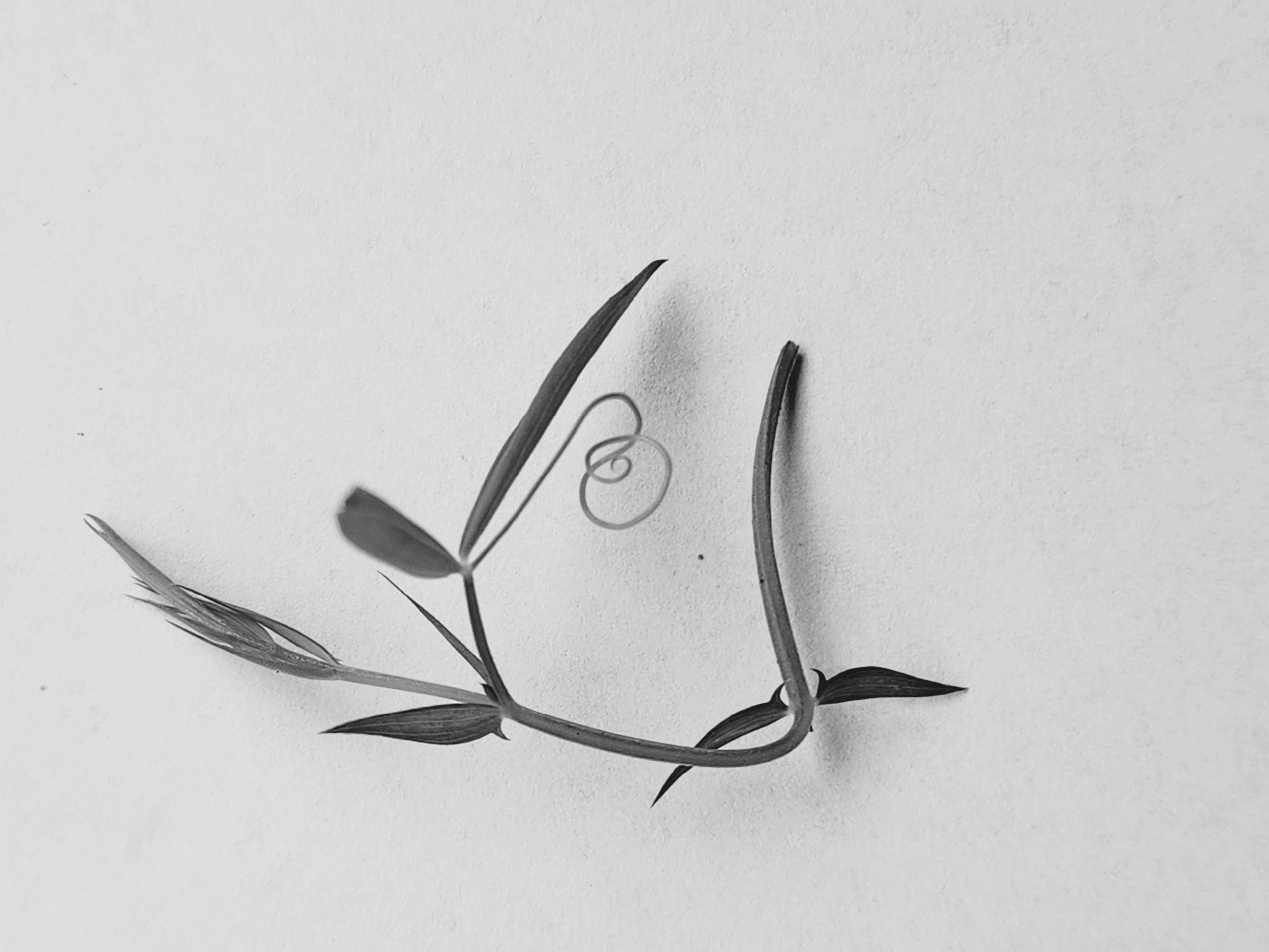 Osteopathie Schnelldorf